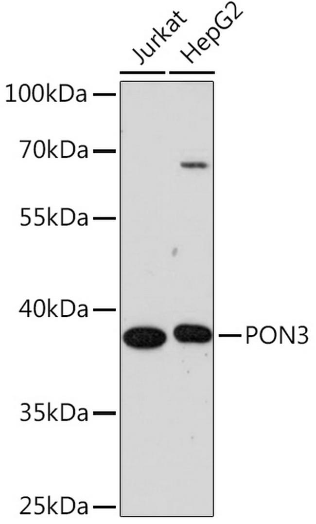 PON3 Antibody in Western Blot (WB)