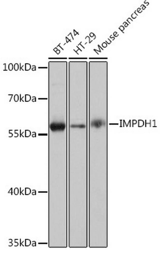 IMPDH1 Antibody in Western Blot (WB)