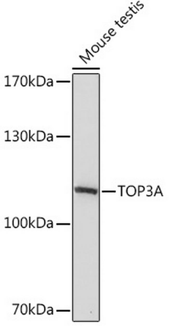 TOP3A Antibody in Western Blot (WB)