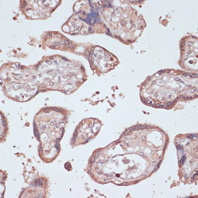 Gemin 5 Antibody in Immunohistochemistry (Paraffin) (IHC (P))