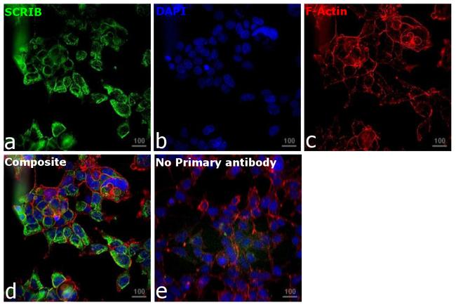 SCRIB Antibody in Immunocytochemistry (ICC/IF)