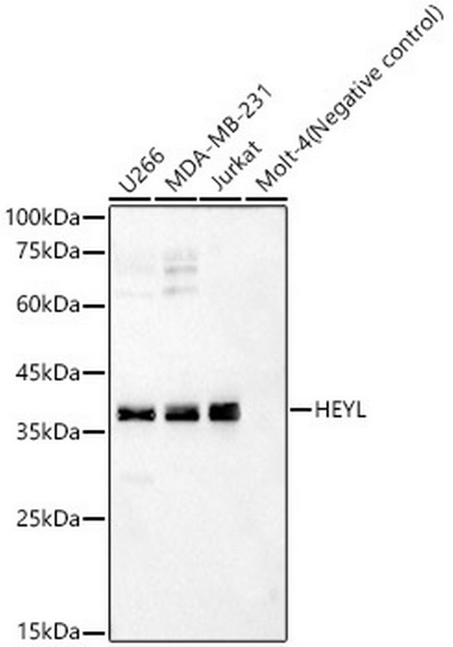 HEYL Antibody in Western Blot (WB)