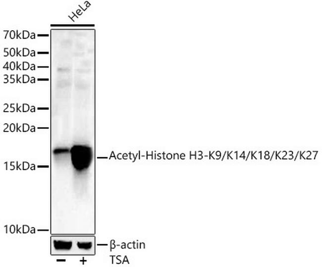 Histone H3ac (pan-acetyl) Antibody in Western Blot (WB)