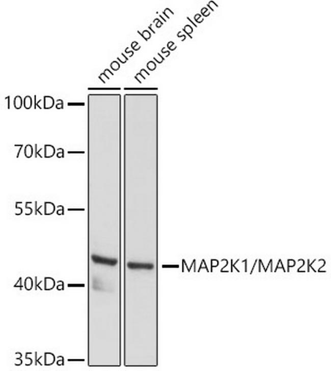 MEK1/MEK2 Antibody in Western Blot (WB)