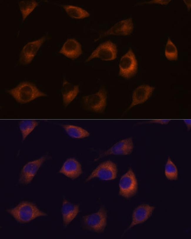 HSPB11 Antibody in Immunocytochemistry (ICC/IF)