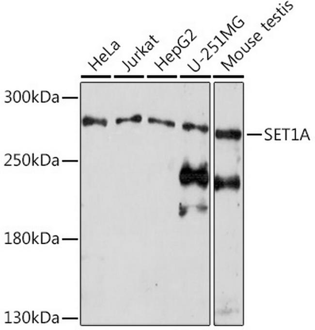 SETD1A Antibody in Western Blot (WB)