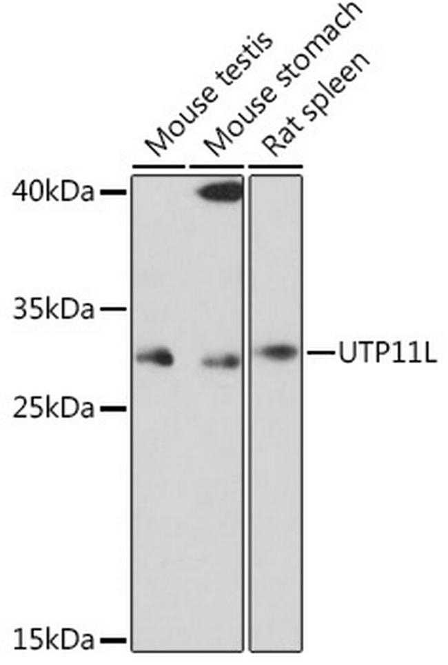 UTP11L Antibody in Western Blot (WB)