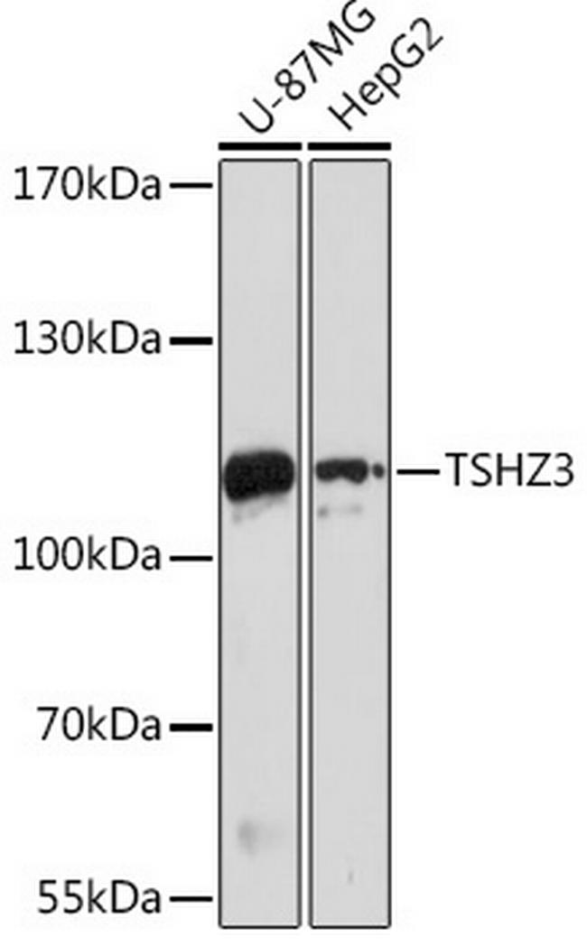 TSHZ3 Antibody in Western Blot (WB)