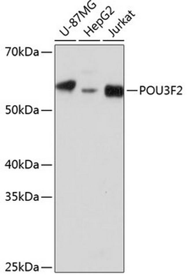 POU3F2 Antibody in Western Blot (WB)