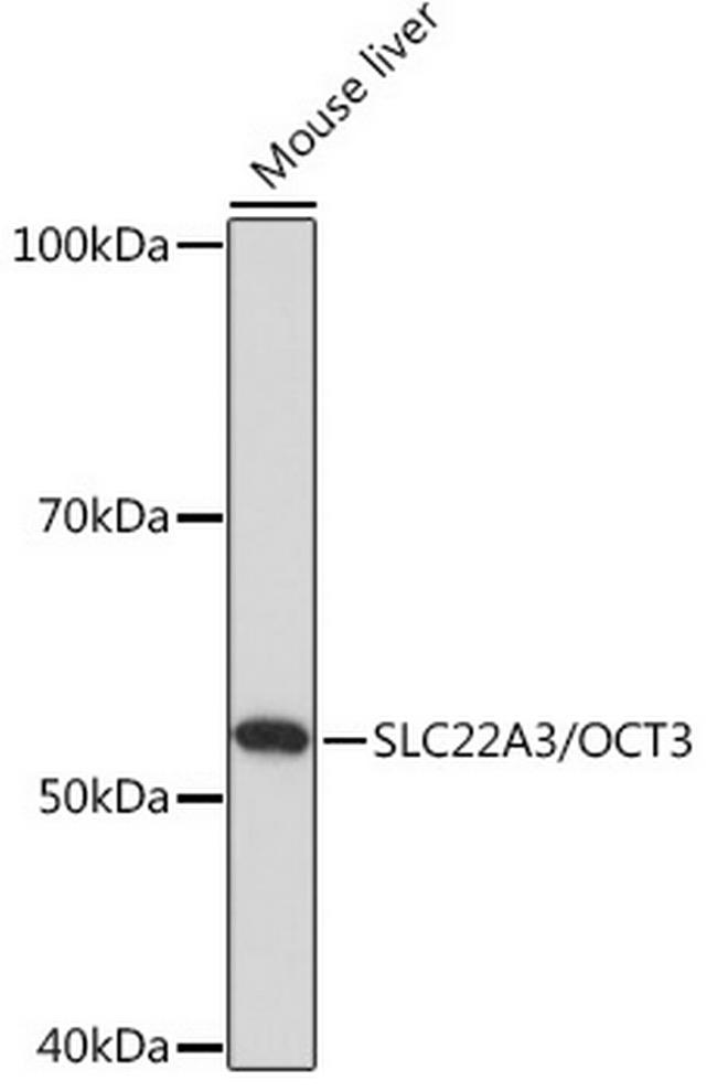 SLC22A3 Antibody in Western Blot (WB)