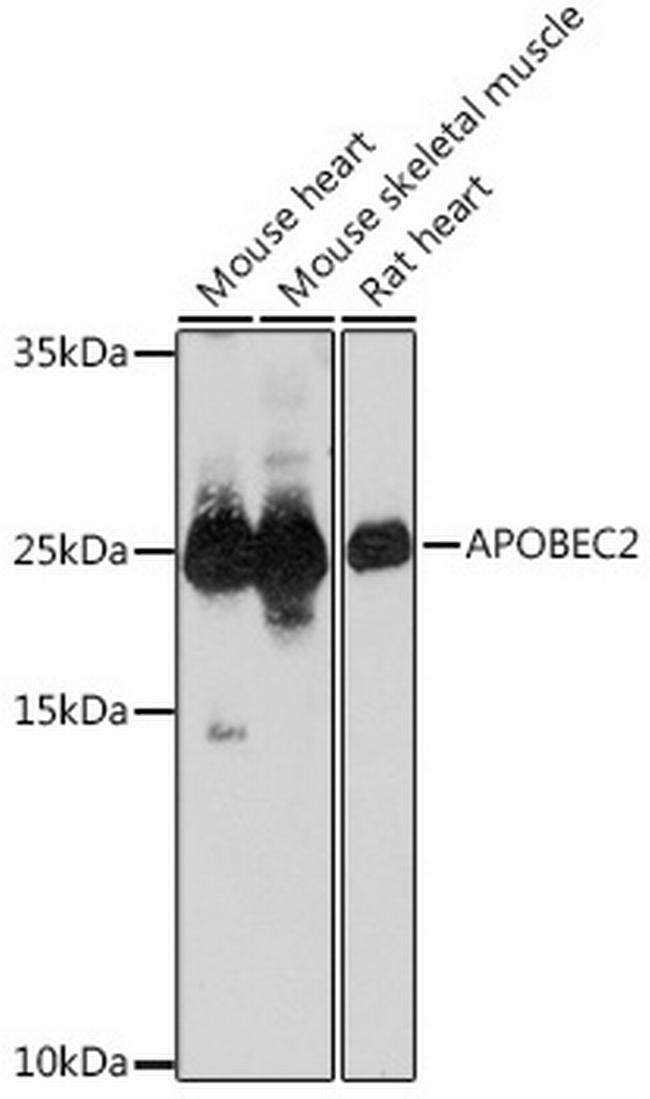 APOBEC2 Antibody in Western Blot (WB)