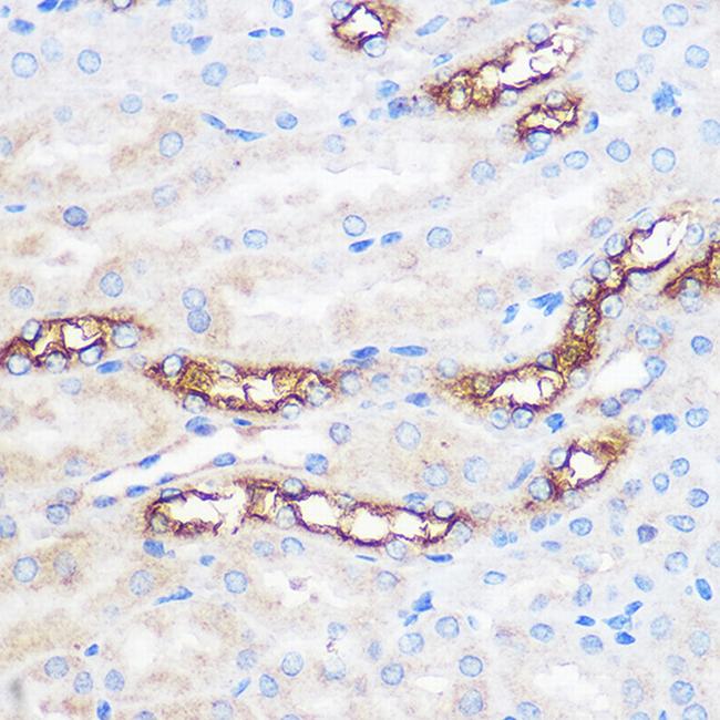 WWC2 Antibody in Immunohistochemistry (Paraffin) (IHC (P))