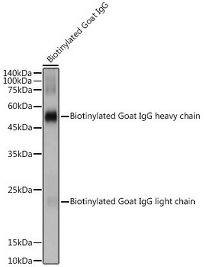 Biotin Antibody in Western Blot (WB)