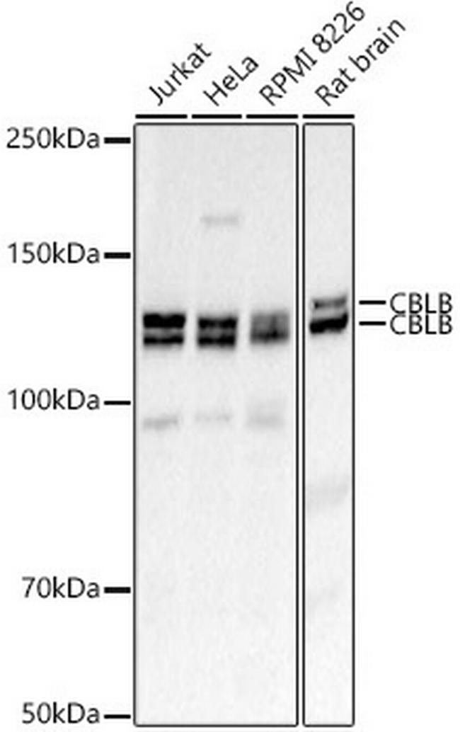 Cbl-b Antibody in Western Blot (WB)