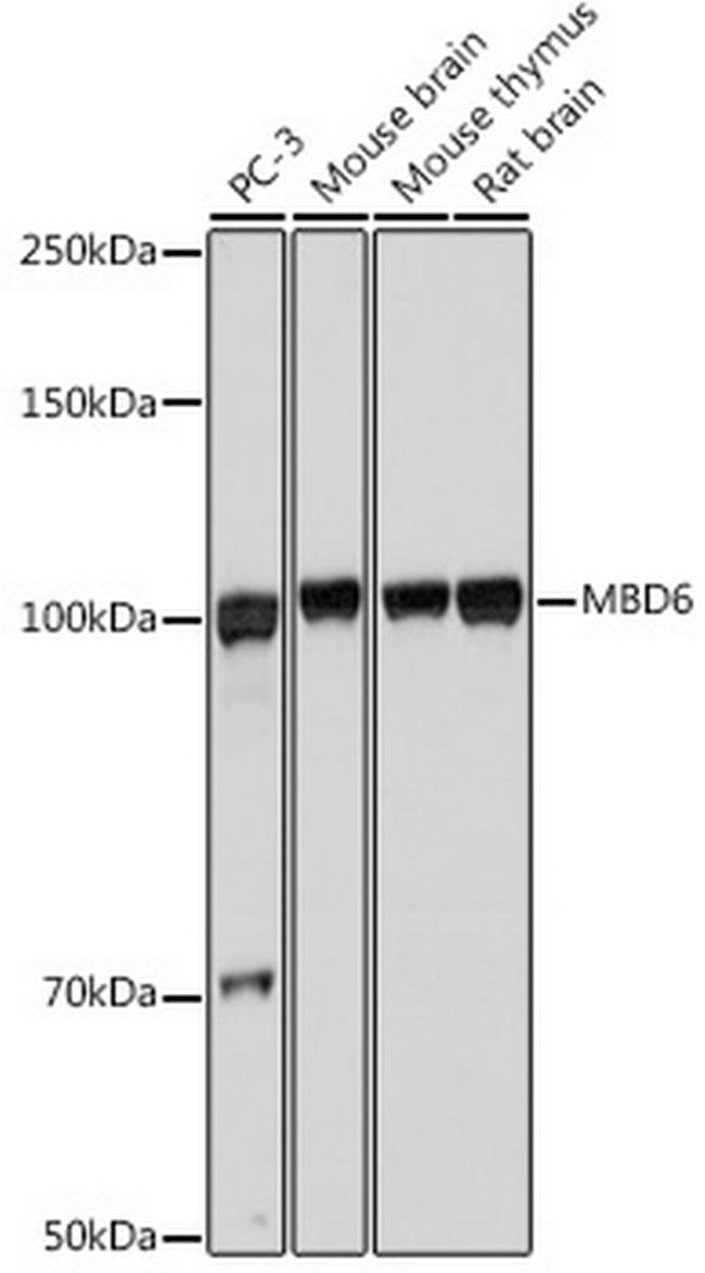 MBD6 Antibody in Western Blot (WB)