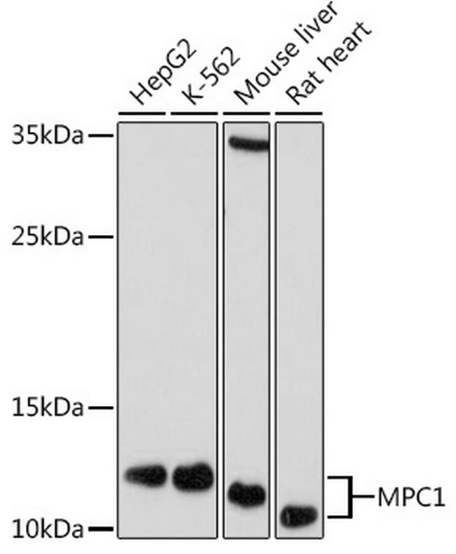 BRP44L Antibody in Western Blot (WB)