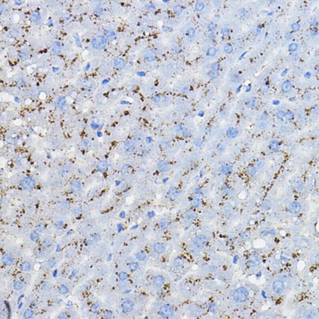 BRP44 Antibody in Immunohistochemistry (Paraffin) (IHC (P))