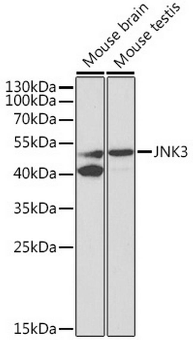 JNK3 Antibody in Western Blot (WB)