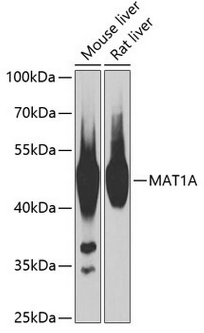 MAT1A Antibody in Western Blot (WB)