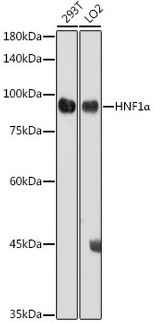 HNF1A Antibody in Western Blot (WB)