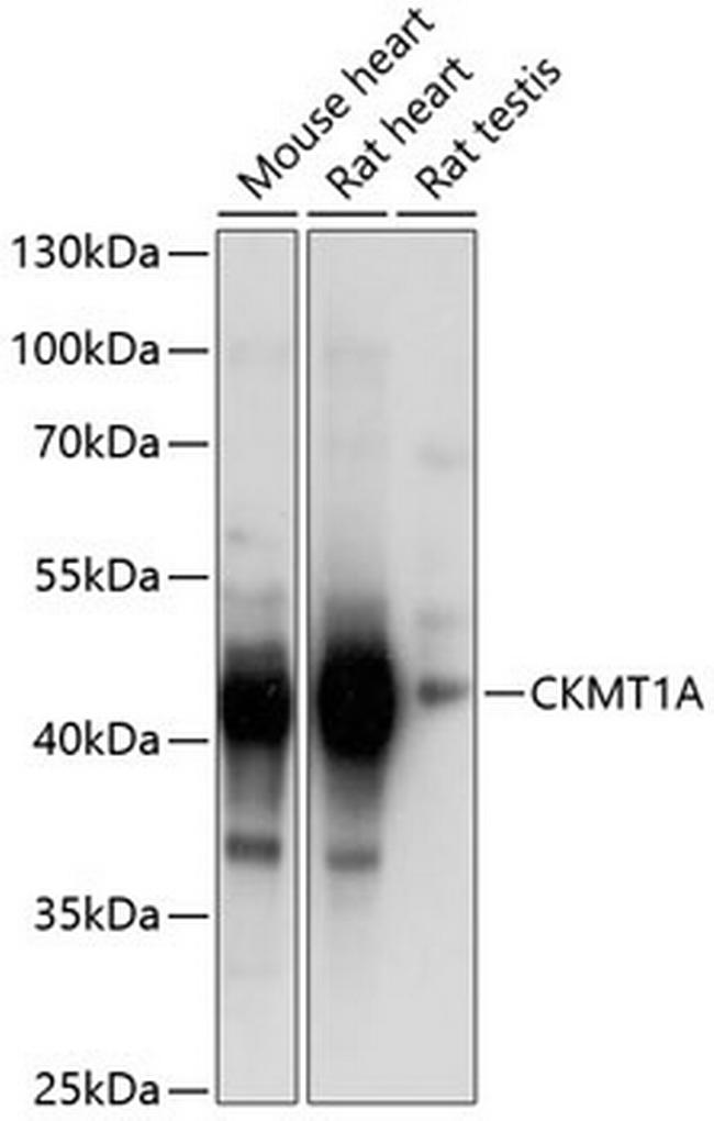 CKMT1A Antibody in Western Blot (WB)