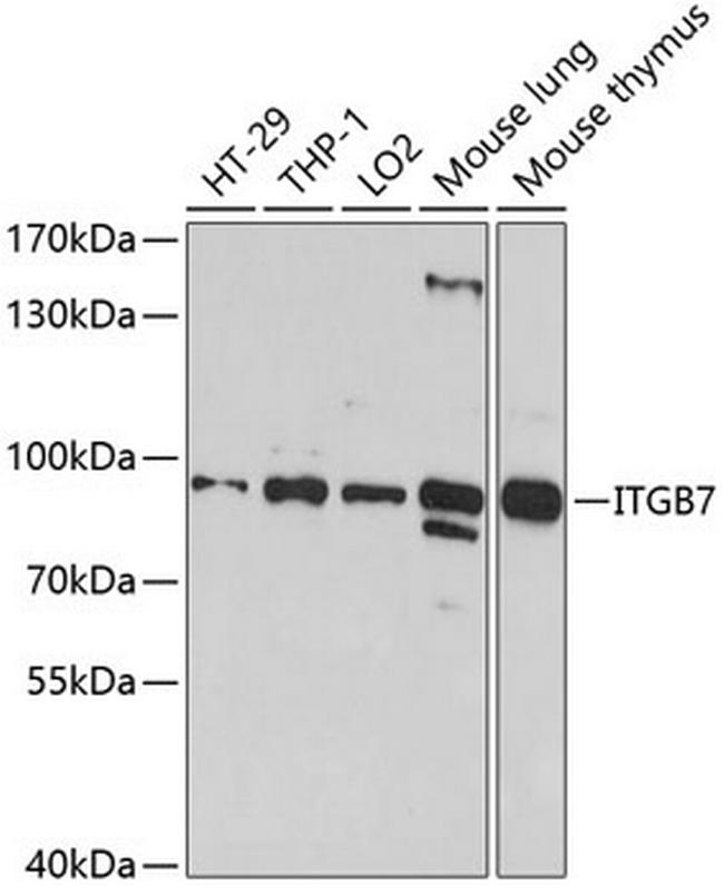 Integrin beta 7 Antibody in Western Blot (WB)