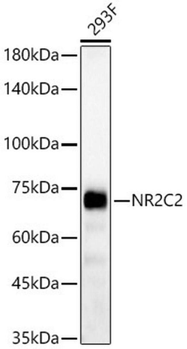 NR2C2 Antibody in Western Blot (WB)