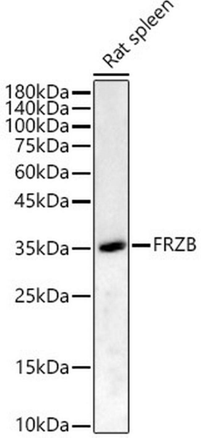 FRZB Antibody in Western Blot (WB)