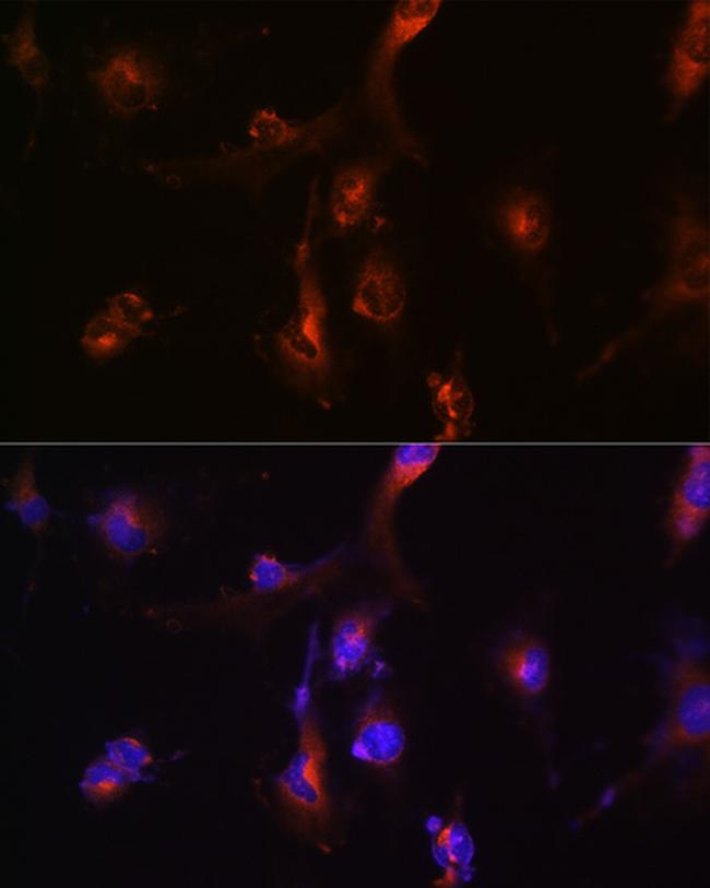 NFS1 Antibody in Immunocytochemistry (ICC/IF)