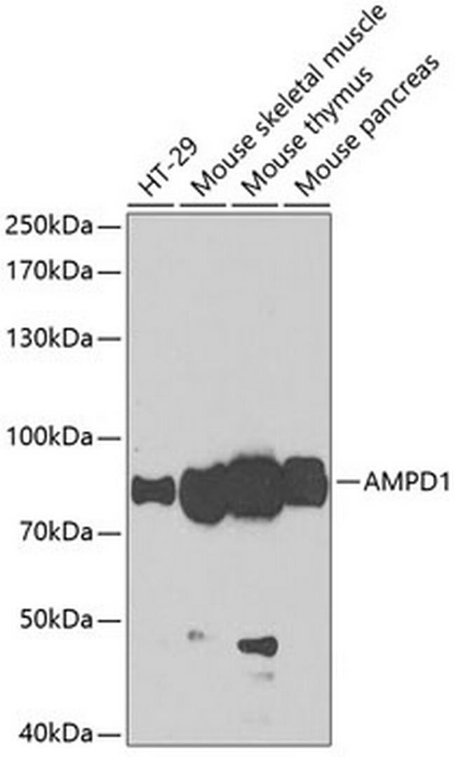 AMPD1 Antibody in Western Blot (WB)