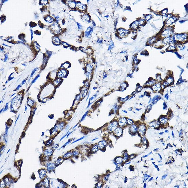 MSRB2 Antibody in Immunohistochemistry (Paraffin) (IHC (P))