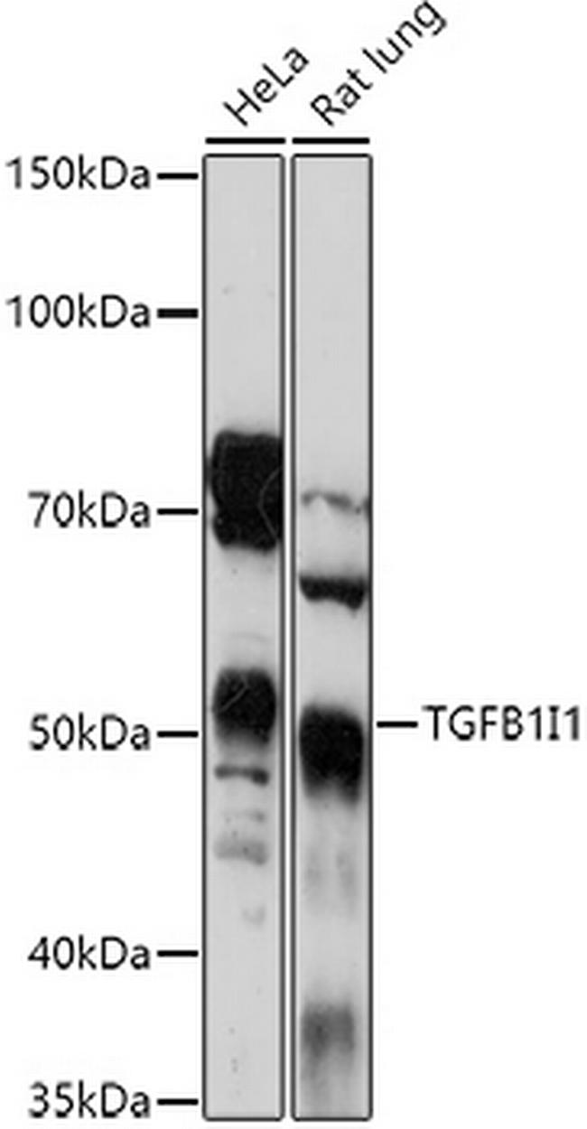 HIC5 Antibody in Western Blot (WB)