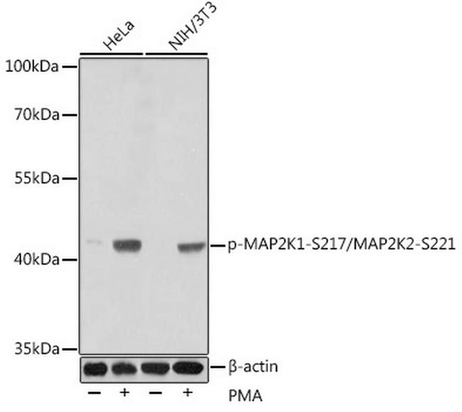 Phospho-MEK1/MEK2 (Ser217, Ser221) Antibody in Western Blot (WB)