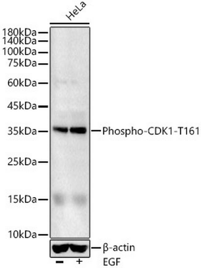 Phospho-CDK1 (Thr161) Antibody in Western Blot (WB)