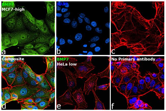 BMP-7 Antibody in Immunocytochemistry (ICC/IF)