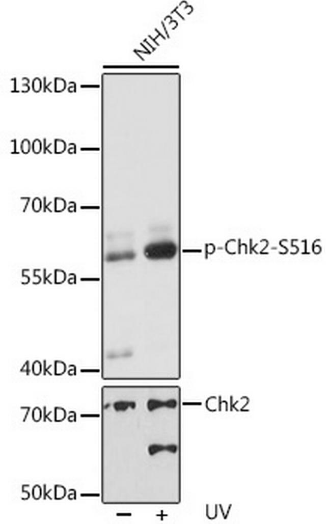 Phospho-CHK2 (Ser516) Antibody in Western Blot (WB)