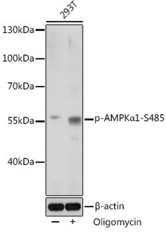 Phospho-AMPK alpha-1 (Ser485) Antibody in Western Blot (WB)