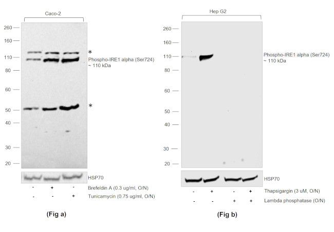 Phospho-IRE1 alpha (Ser724) Antibody in Western Blot (WB)