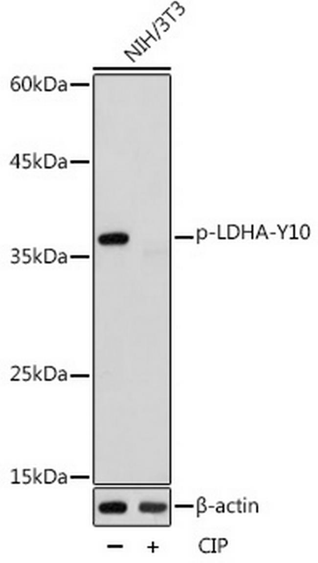 Phospho-LDHA (Tyr10) Antibody in Western Blot (WB)