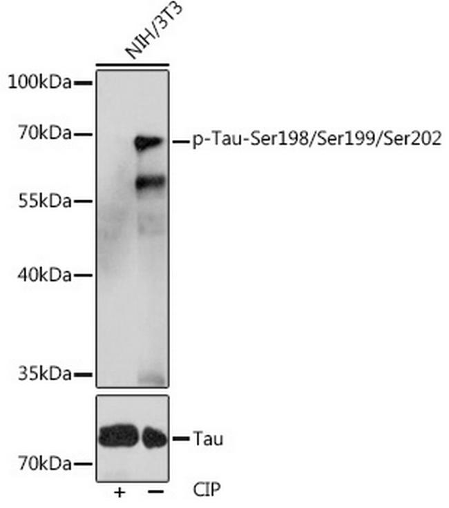 Phospho-Tau (Ser198, Ser199, Ser202) Antibody in Western Blot (WB)