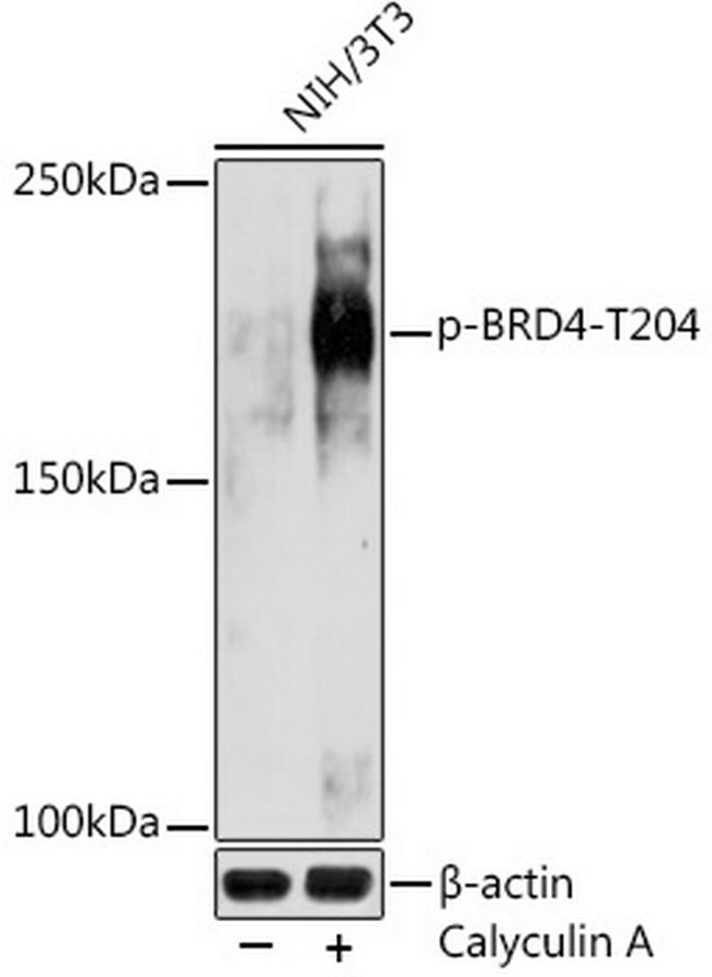 Phospho-BRD4 (Thr204) Antibody in Western Blot (WB)