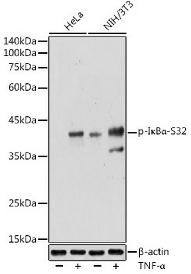 Phospho-IkB alpha (Ser32) Antibody in Western Blot (WB)