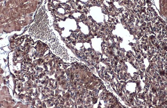 WNT9A Antibody in Immunohistochemistry (Paraffin) (IHC (P))