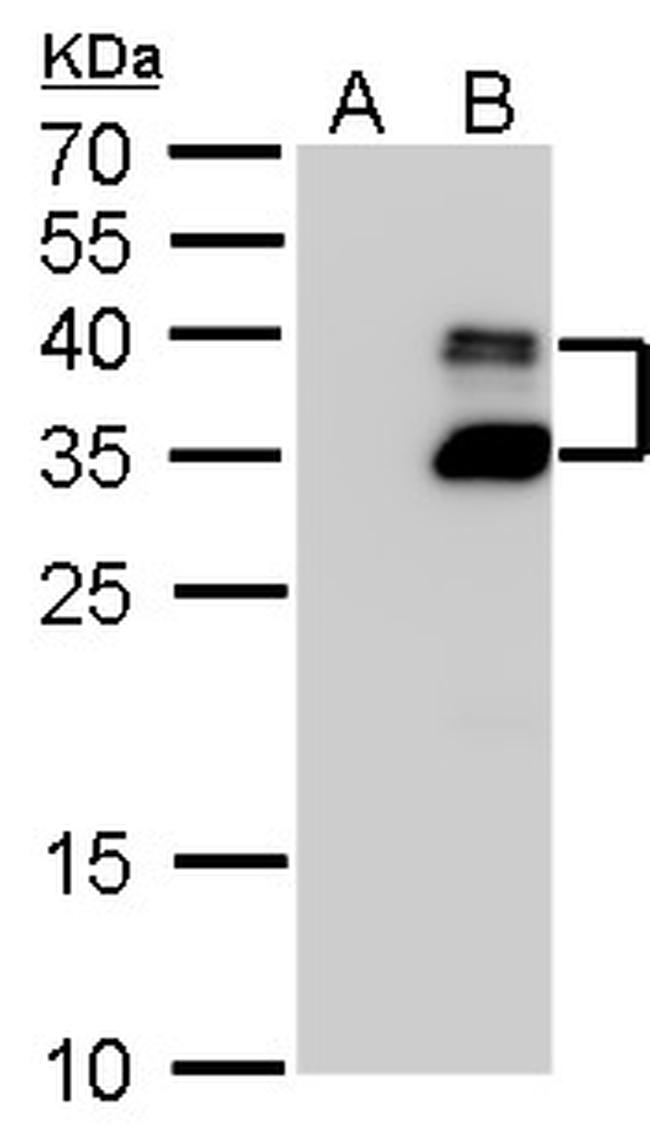 BarX1 Antibody in Western Blot (WB)