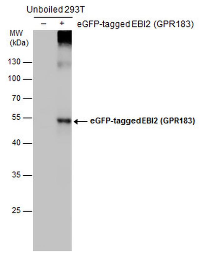 EBI2 Antibody in Western Blot (WB)