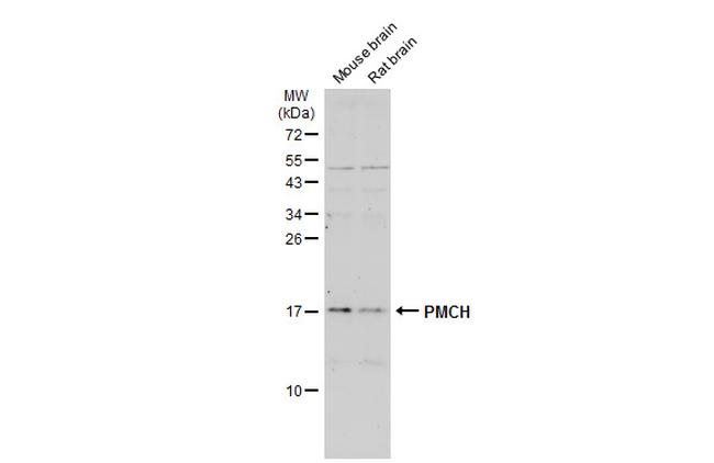 PMCH Antibody in Western Blot (WB)