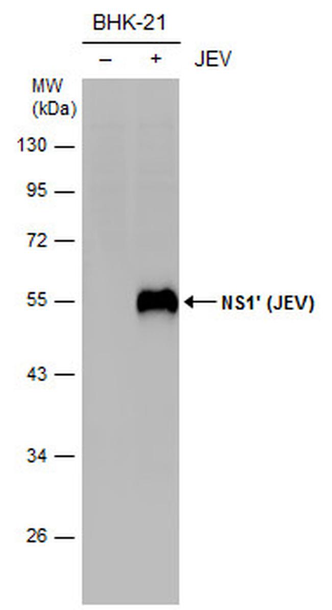 Japanese Encephalitis Virus NS1 Antibody in Western Blot (WB)