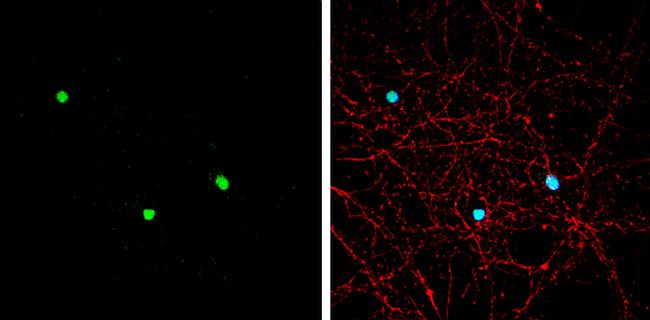 Neurogenin 1 Antibody in Immunocytochemistry (ICC/IF)