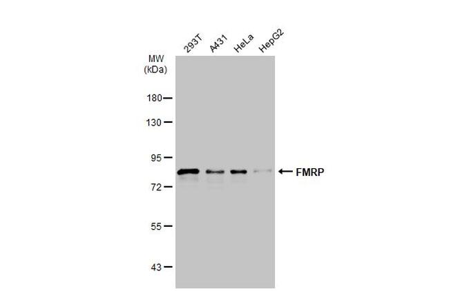 FMRP Antibody in Western Blot (WB)