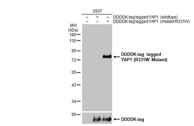 YAP1 (R331W Mutant) Antibody in Western Blot (WB)